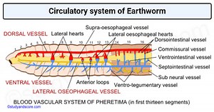 Circulatory system of earthworm