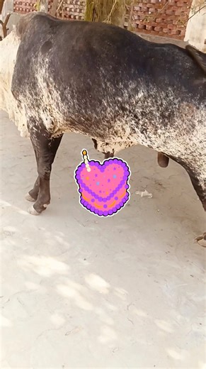 🥴🥴🥴🥴🥴🥴 | animal matting