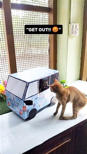 Hidden Litter Box DIY 😱 Soni’s Secret Van 🚐 | Simbha No Entry 😂