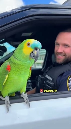 Smart Parrot Teases the Cop 😂 #ParrotComedy #FunnyParrot #CopVsParrot #TalkingBird #PoliceHumor