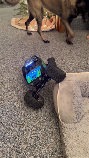 Amanda Wiles on Instagram: "When protect momma at all cost also means remote control crawlers too 😂😂 Atta girl Vaida maligator 🐊"