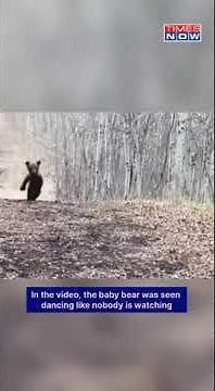 Internet Falls In Love With Baby Bear Dancing In Forest #Shorts