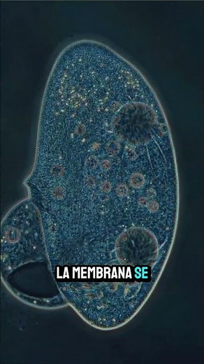 The Death of a Cell Under the Microscope