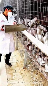 【圧巻の光景】無数の鳩に餌を与える大規模農場のリアルな日常 #農業 #畜産 #世界の現場 #shorts