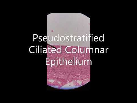 Trachea Histology Video