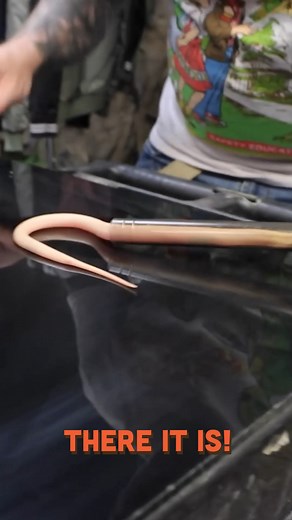 Baby Cobras Are Difficult To Handle! #reels #reelsviral #cobra #snake | Brian Barczyk