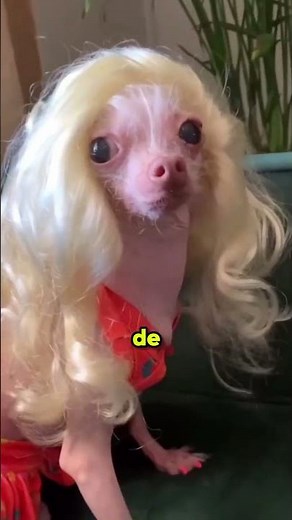 OS CACHORROS MAIS FAMOSOS DO BRASIL! #animal #viral #cachorro