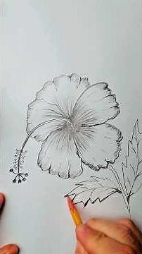 How To Draw A National Flower With Pencil Shading｜HIBISCUS 🌺✏️
