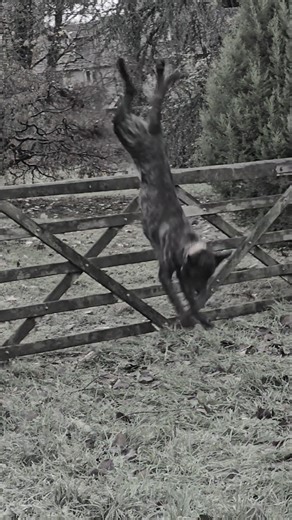 Funny Dog Training Moments That Will Make You Laugh