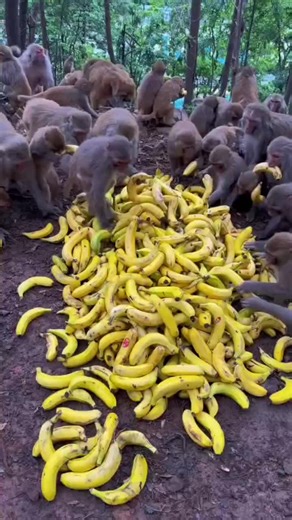 Cute pet (@transferbead)’s video of monkey eating