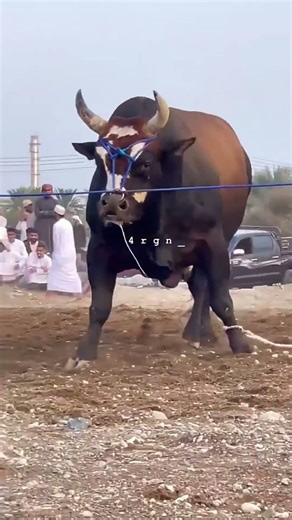 Powerful Bull 🔥 | Strongest Animal Attitude | Bull Fighting & Strength Motivation