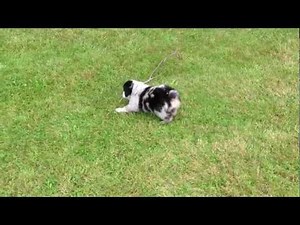 The Merles - Blue Merle Miniature Australian Shepherd Puppies (Kylie 2012)