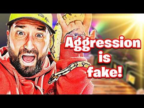 Food Aggression in SNAKES is NOT Real! | Here’s WHY!