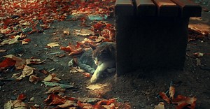 Video by liathyrax   on Pexels