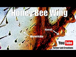 Honey Bee Wing under the Microscope...