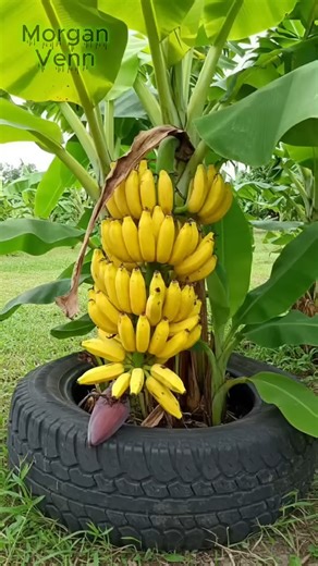 370K views · 6.5K reactions | How to grow a banana tree from a banana seed to produce lots of fruit. #bananaplant #homegardening #growyourownfood #urbangardening #fruitplants #gardentips #plantloversofinstagram | Morgan Venn | Facebook