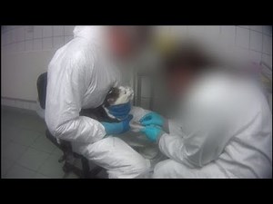 Horror testing lab where monkeys were filmed screaming in pain faces closure - Today News
