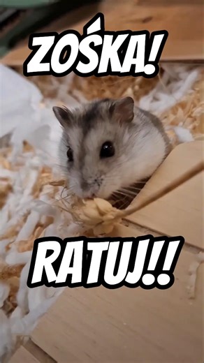 Zośka, pomóż mi z tym kłosem🐹#hamster #chomik #shorts
