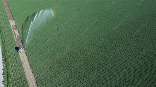 Center pivot irrigation system spraying water across soybean crop field in the Po Valley agricultural plain, Pianura Padana, Northern Italy with mist forming rainbow light effect