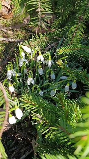 Подснежники Snowdrops #snowdrop #flowers