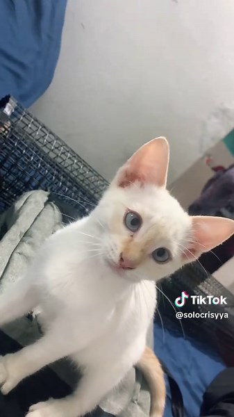 Nombres Bonitos para Gatos Blancos