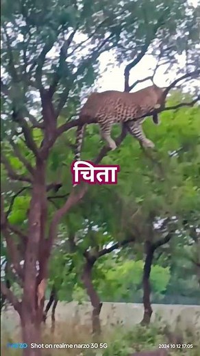 चिता#Discovry animal,discovery animal planet,discovery animal video,