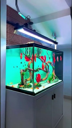 Amazing red discus tank setup #aquarium #fishtank