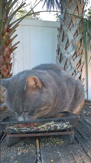 Our #Camcamp security camera caught a visitor in the backyard! #Camcamp #securitycamera #safety