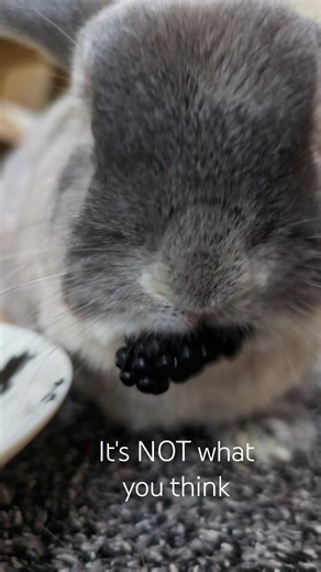 Bunnies eat Blackberries. Not Cecostrope. 😅