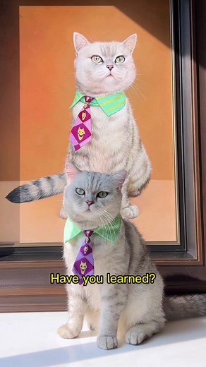 Simple 3-step drawing of cat#kittygod_cn #catsoftiktok