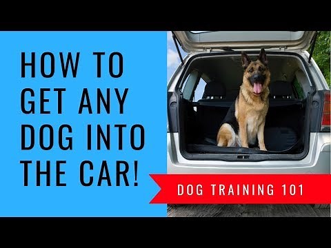 How To Get A Dog Into A Car If They Wont Get In A Step by Step How To Get Your Dog Into The Car!