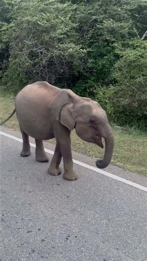 Angry Baby Elephant phant #elephant #elephants #wildlife #yalanationalpark #srilanka # #natgeo #bbc