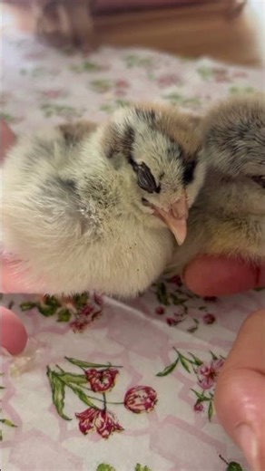 Chick falls a sleep #chicken