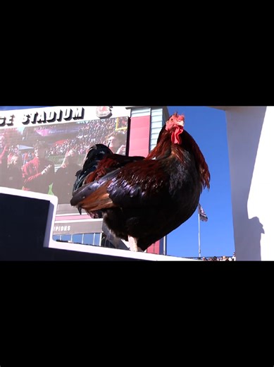 Week 14. Clemson beats South Carolina in the 2025 Palmetto Bowl 28-14 #clemson #southcarolina #USC #palmetto #cfb