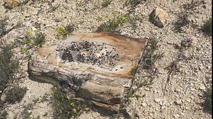 Petrified forest in which tree trunks have fossilized. Silicified trunk have been preserve in life position. Algal stromatolite observed upon stumps branch fossil geological heritage prehistoric bole