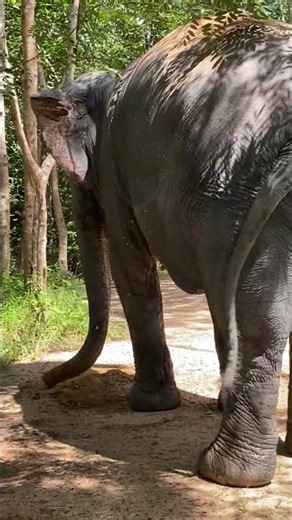 Where Elephants Find Freedom and Joy-From Rescue to Happiness: Life of Elephants