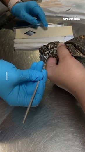 1.7M views · 9.3K reactions | This turtle had an infection in her ear and they didn't hesitate to help her so she could stay alive   | The Kiwi | Facebook
