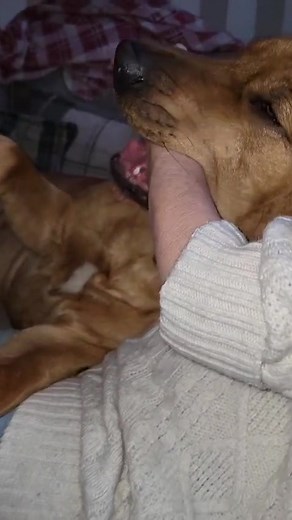 Ik heb geen paklijder kwaliteiten. Dat is wel duidelijk. Hij vreet me op en ik vind het nog goed ook. 😄 | Molosser Training Center