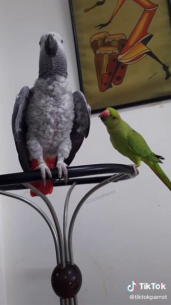 Oh F*** 🤯 baby 🐦 is trying to bite 🙄 #tiktokparrot #talkingparrot #africangrey #funny #parrot #fyp #foryou #swear #swearingparrot #swearing