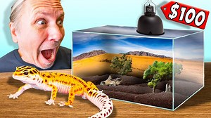 How to Set Up a Leopard Gecko Habitat for Under $100