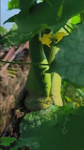 My mom's mini vegetable garden. #gardening #garden #nature