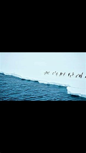 Penguins of Antarctica | Life on the Ice