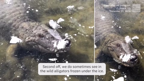 Alligators in Brumation: Frozen Survival