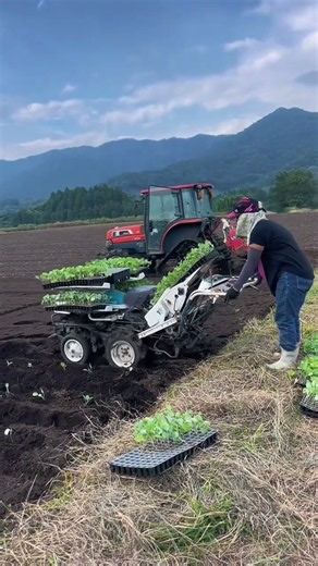 キャベツの植え付け #japan #cabbage #farming