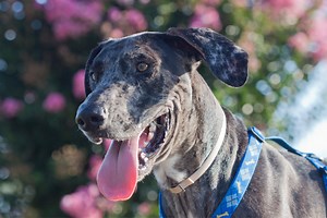 Great Danes: History Behind These Loving, Regal Giants