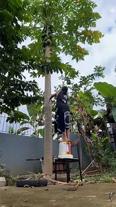 1.7K views · 60 reactions | The papaya tree was very high, I had to cut or prune it. Nakadagan lage!藍 #Papaya #pruning | Joy Cosmo Tanquilan | Facebook