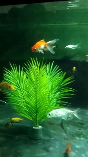 ✨ Add life to your space with colorful fish 🌊🐠”#goldfish#aquarium#foryou #fypage #naturelovers