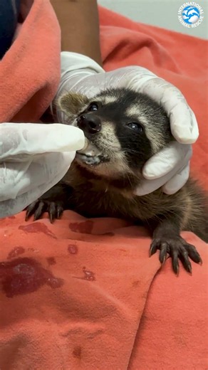 Baby Raccoon Devours Some Tasty Formula #cuteanimals