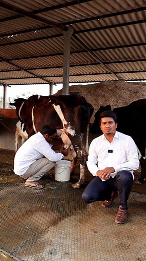 10Hf Cows, Buffalo Dairy Farm | Shiva Agri Clinic #Dairyfarming #Dairyfarm #hfcows #buffalodairy #Buffalodairyfarm #dairyfarmingconstruction #Milk #successfuldairyfarm #howtostartdairyfarm #shivaagriclinic | Shiva AgriClinic