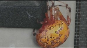 Are colorful spiders dangerous?